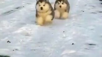 Неужели они живые? - смотреть видео (0:10)