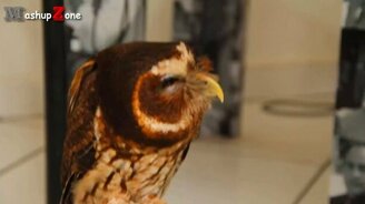 Совы - такие милые и смешные - смотреть видео (3:16)