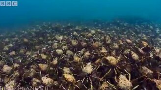 Стадо крабов-пауков - смотреть видео (2:54)