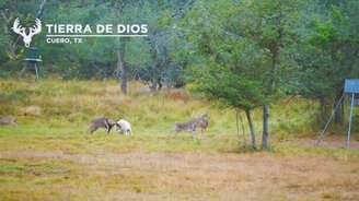 Как дикие общаются с домашними - смотреть видео (1:00)