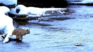 Красивый прыжок рыси - смотреть видео (0:47)