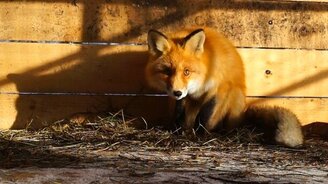 Экоцентр заповедника "Кузнецкий Алатау" - смотреть видео (1:00)