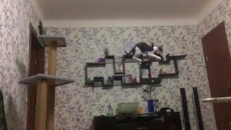 Кошачий прыжок в замедлении - смотреть видео (0:13)