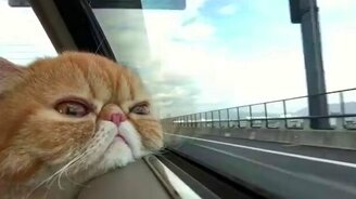 Красиво жить не запретишь! - смотреть видео (0:17)