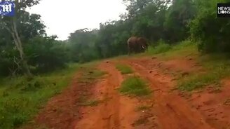 Слон прогнал людей-чужаков - смотреть видео (1:26)