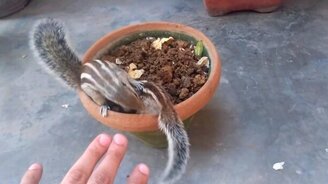 Мама нашла потерянного бурундучка - смотреть видео (5:27)