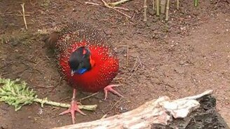 Кто такие трагопаны? - смотреть видео (0:50)