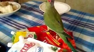 Попугай и вилка - смотреть видео (0:56)