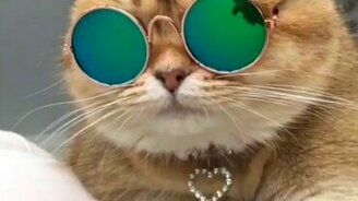 Гламурная кошечка-звезда - смотреть видео (0:42)