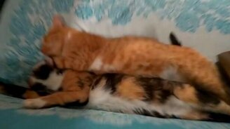 Компактная котолежанка - смотреть видео (1:23)