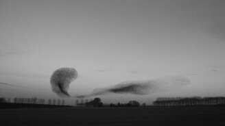 Когда стая завораживает... - смотреть видео (2:01)