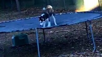 Хаски на батуте - смотреть видео (0:16)