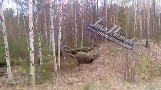 Мишка роет берлогу - смотреть видео (1:59)