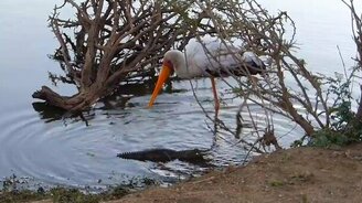 Цапля против крокодила - смотреть видео (0:18)