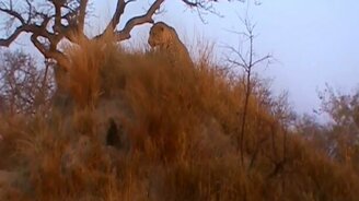 Леопард 13 часов ждал добычу - смотреть видео (2:06)