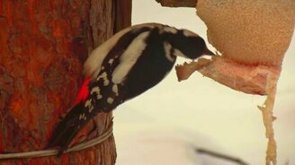 Какие птицы остаются зимовать в России - смотреть видео (15:00)