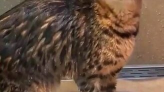 Кот, любящий мыться - смотреть видео (0:22)