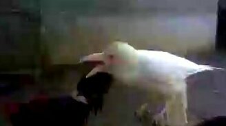 Когда ты - белая ворона - смотреть видео (0:31)