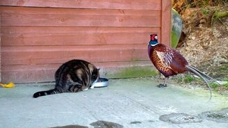 Кот и фазан у миски - смотреть видео (1:35)