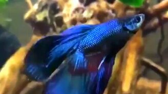 Синяя бойцовая рыбка-петушок - смотреть видео (0:11)