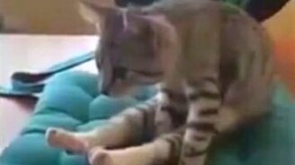 Короткие приколы, смешно озвученные - смотреть видео (6:39)