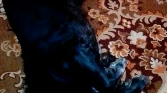 Старую собаку не обучишь? - смотреть видео (0:21)