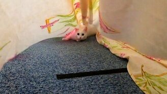 Кошка и простынка - смотреть видео (1:06)