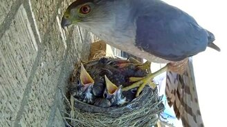 Ястреб ворует птенцов зарянки - смотреть видео (0:15)