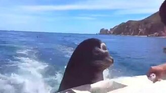 Девушка приручает тюленя - смотреть видео (3:23)