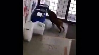 Два кабана в цивилизации - смотреть видео (1:12)