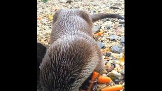 Смешная игривая выдра - смотреть видео (2:09)