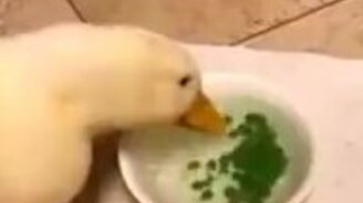 Как утка ест горох - смотреть видео (0:27)