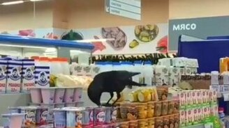 Ворон лакомится йогуртом - смотреть видео (0:18)