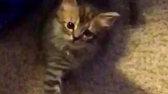 Котёнок-повторюшка - смотреть видео (0:14)