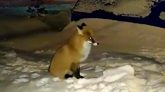 Лис покушается на соболиные припасы - смотреть видео (2:31)