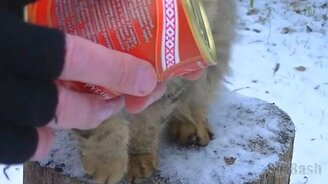 Когда рядом кот, а ты что-то делаешь... - смотреть видео (1:19)