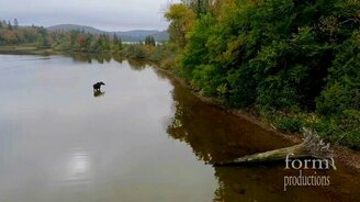 Схватка лося и волка на озере в Канаде - смотреть видео (6:10)