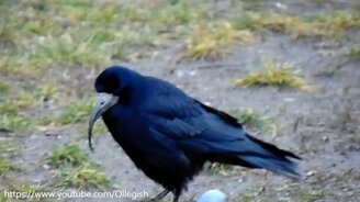 Уникальный клюв у грача - смотреть видео (1:50)