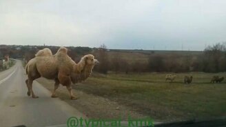 Осторожно, стадо верблюдов! - смотреть видео (0:57)