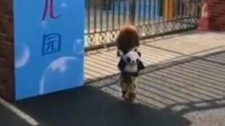 Пудель, который ходит на двух ногах - смотреть видео (1:13)