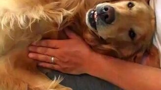 Как хозяева заботятся о питомцах - смотреть видео (1:30)