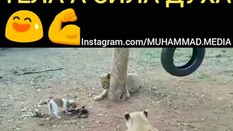 Главное - сила духа! - смотреть видео (0:34)