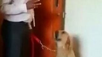 Собака, которая умеет считать - смотреть видео (1:22)