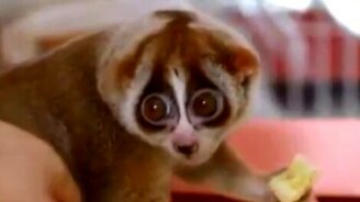 Сборник прикольных животных мгновений - смотреть видео (2:27)