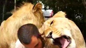 Человек в дружбе с хищниками - смотреть видео (1:55)