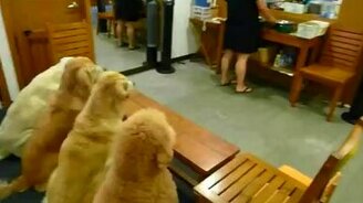 Прилежные собаки перед трапезой - смотреть видео (2:12)