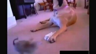 Когда кто-то сильно раздражает - смотреть видео (0:16)