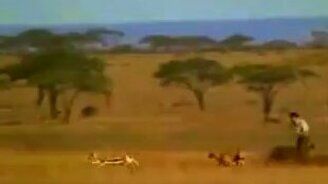 Как человек вырвал добычу у гепарда - смотреть видео (0:18)