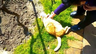 Если кот счастлив... - смотреть видео (4:02)