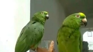 Попугаичий дуэт - смотреть видео (1:13)